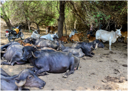 Some of the maldharis' cattle inside the Gir forest